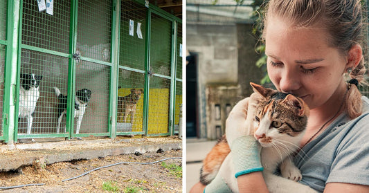 Split image showing outdoor shelter kennels beside a young woman cuddling a calico cat.