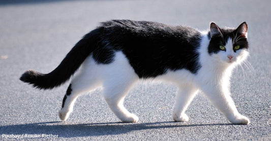 Family Heads Out on Camping Trip, Rescues Abandoned Kitten at Gas Station