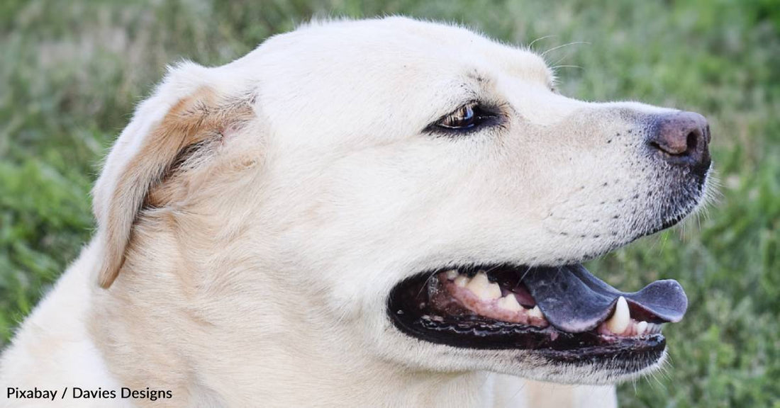 Dog Rescued From Home with Dangerous Neighbor Dog, Overcomes Fear with New Family