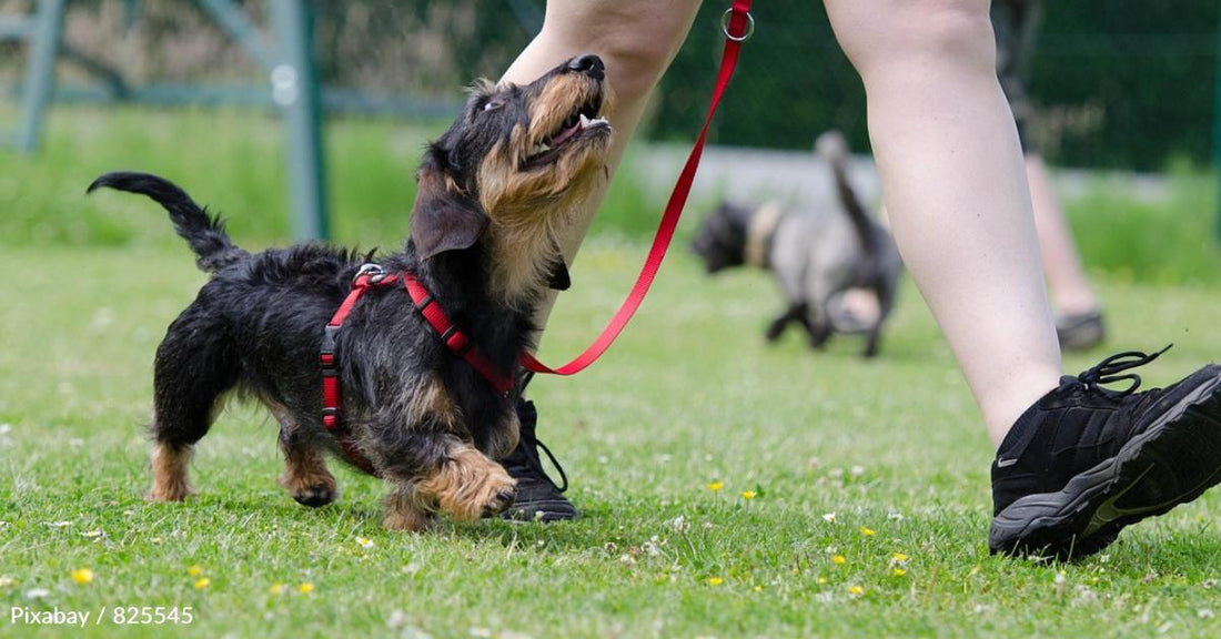 Is Your Dog Impossible to Train? Try These Methods Instead