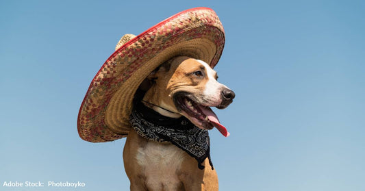 5 Mexican Dog Breeds