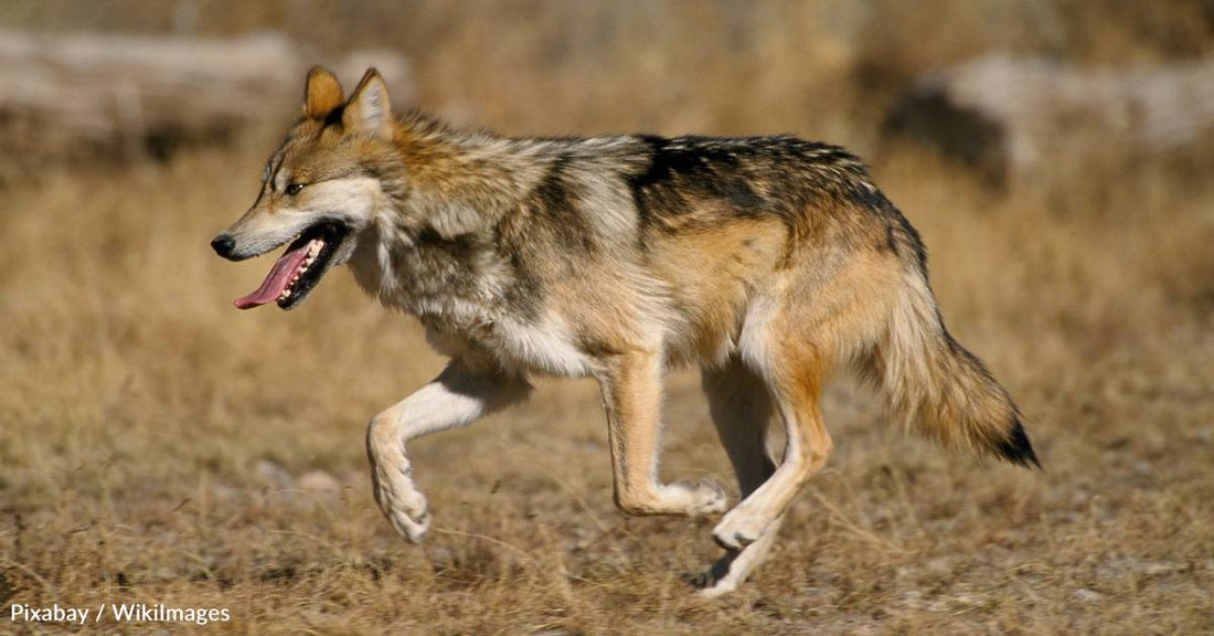 Endangered Mexican Wolf Population Continues to Grow, Thanks in Part to Fostered Pups