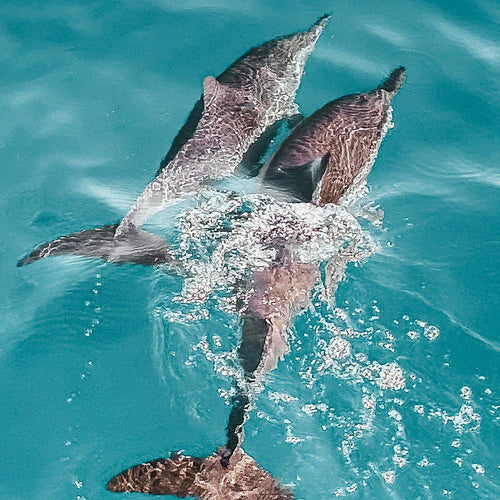 Save Elderly Dolphins And Sea Lions Left Behind By The Miami Seaquarium