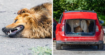 Split image of a brown dog lying on pavement with bared teeth beside a red station wagon with a crated dog in the back.