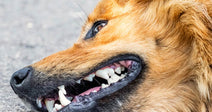 Close-up of a fluffy brown dog lying on pavement with its lips curled back and teeth showing.