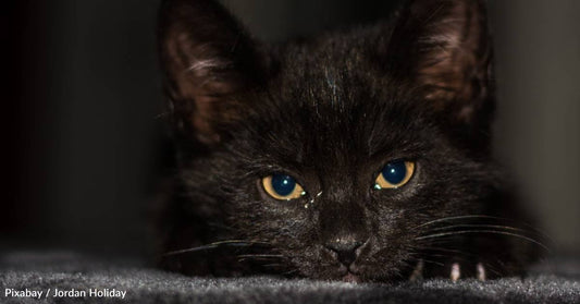 Auto Shop Helps Remove Kitten From Car Undercarriage