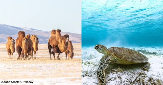 UN Report: Habitat Loss and Overexploitation Are Driving Up Extinction Risk for Migratory Animals