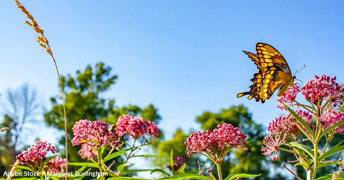 U.S. Fish and Wildlife Service Takes Action to Protect Endangered Prostrate Milkweed