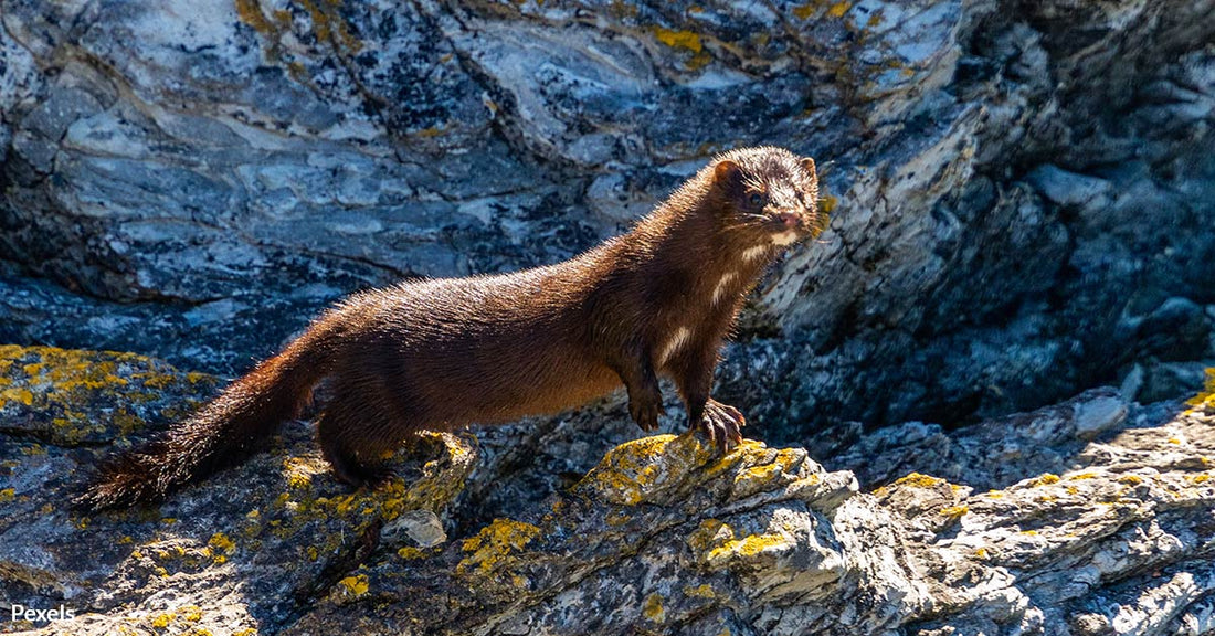 Mystery Surrounds Escape of Thousands of Minks From Pennsylvania Fur Farm