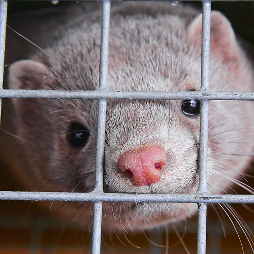 Stop Cruel Mink Farms Before They Spark The Next Pandemic