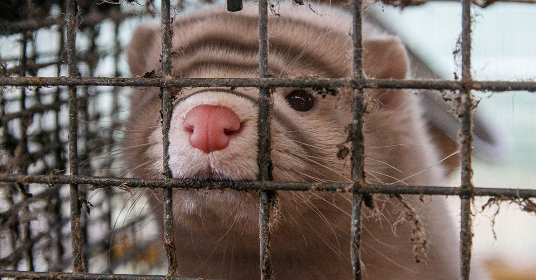 EU Strikes at Fur Industry as Millions of Mink Face Suffering