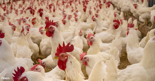 Minnesota Orders Culling of 1 Million Chickens to Halt Bird Flu Spread