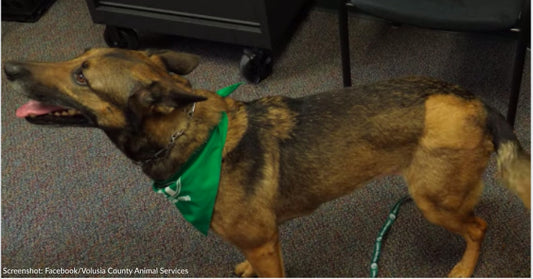 Dog Thrown From Motel Balcony Adopted By Disabled Marine Veteran