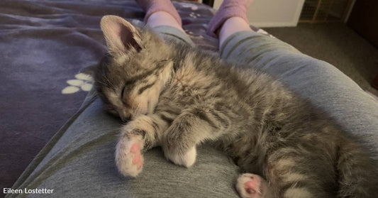 Kitten Shows Up at Just the Right Time After Woman Losses Her Senior Cat and Gets Hip Surgery