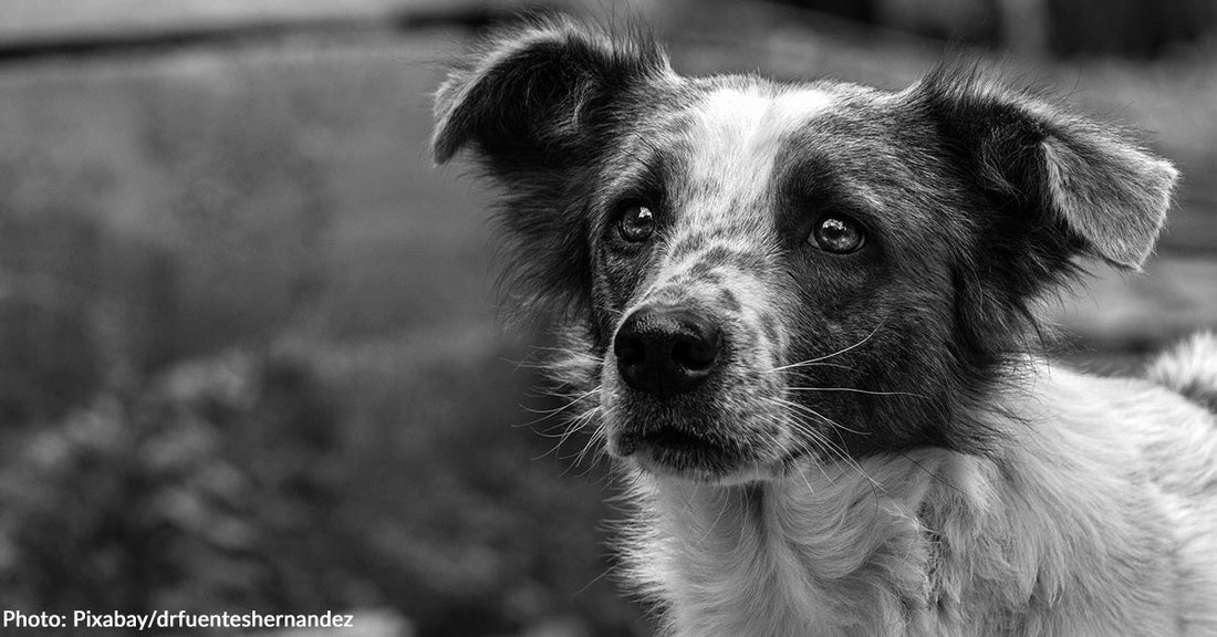 117 Dead Dogs -Many with Gunshot Wounds- Found at California "No-Kill" Rescue
