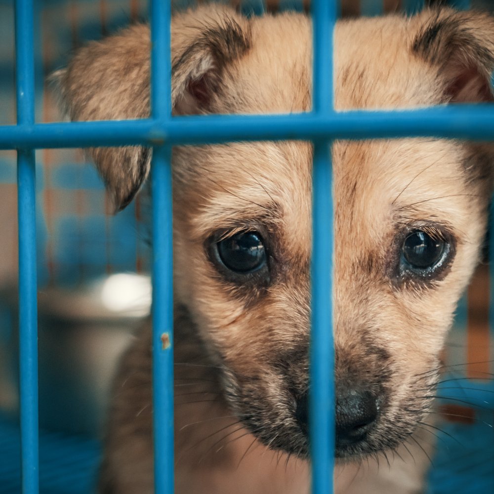 A small tan puppy peers through the blue metal bars of a shelter cage with large, soulful eyes.