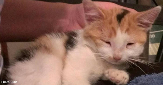 Memory of 'Miracle' Kitten Inspires Family to Foster More Kittens