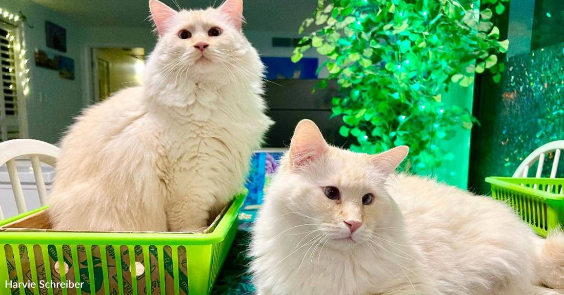 Two Polar Bears Masquerading As Flame Point Ragdolls' Bring Lots of Fun to Their Home