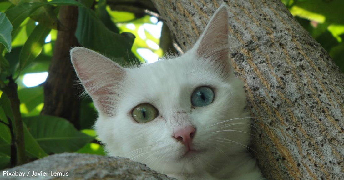 Cat Ends Up at Shelter After Her Owner Dies During Hurricane