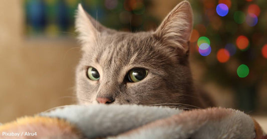 Cat with Green Eyes Lures in Shelter Visitor Who Wasn't There to Adopt