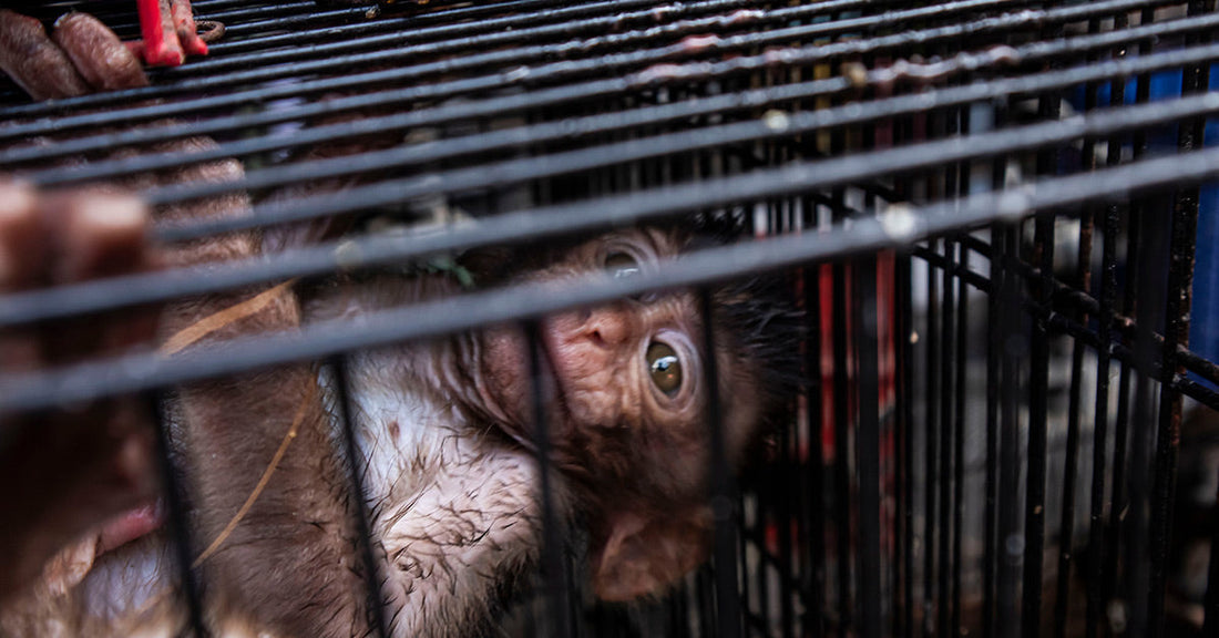 Monkey lies cramped inside a dark metal cage, gripping the bars with one hand and staring out wide-eyed.