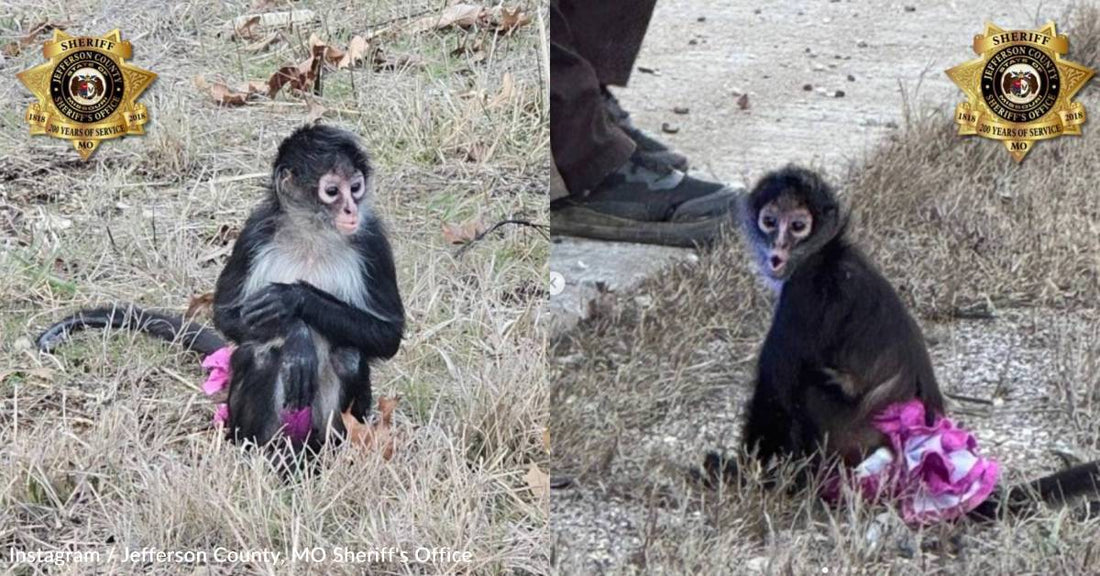 A 'Bananas Situation': Sheriff's Office in Missouri Finds Escaped Monkey in a Tutu