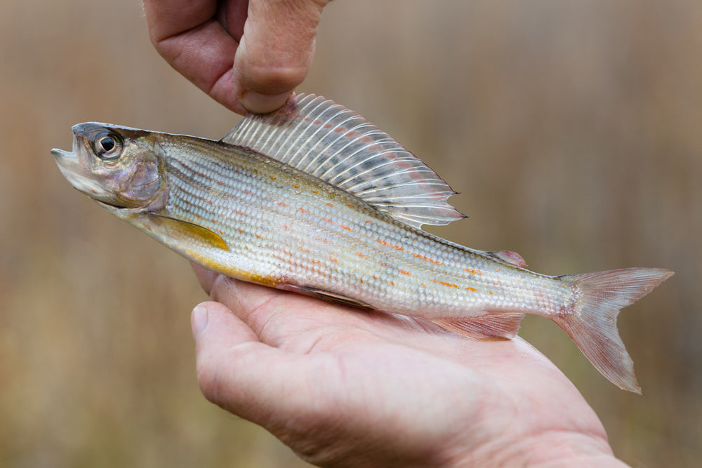 Montana's Last Grayling Faces Extinction as Courts Debate Its Fate