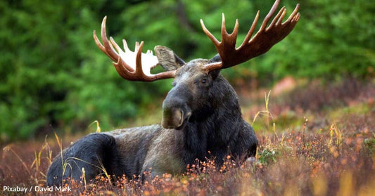 How to Keep Yourself and Your Dog Safe If You Come Across a Moose