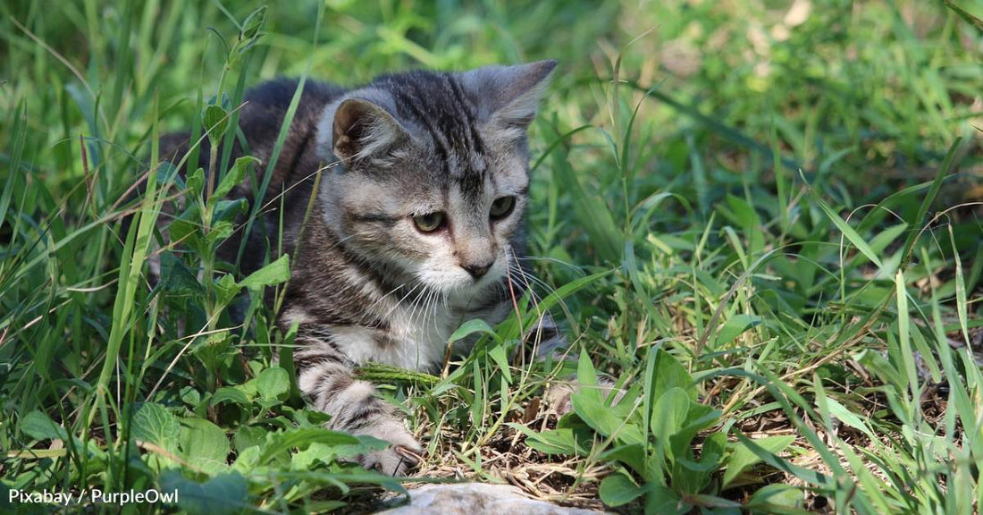 Kitten Found By Mountain Biker Tolerates Eight-Mile Ride Home, Snuggled in Cyclist's Jacket