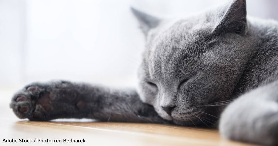 Woman and Cat Living with Depression Help Each Other Cope