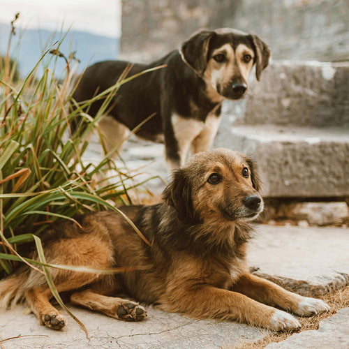 Stop The Slaughter: Tell Morocco To Stop Killing Dogs To Impress FIFA