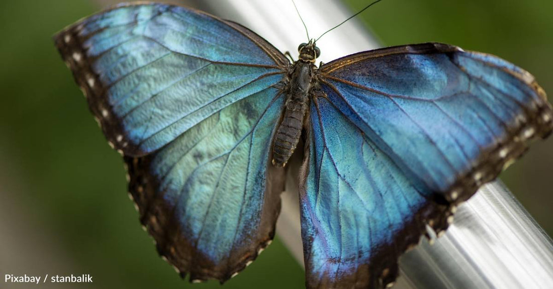 How Butterfly Wings Could Help Diagnose Cancer