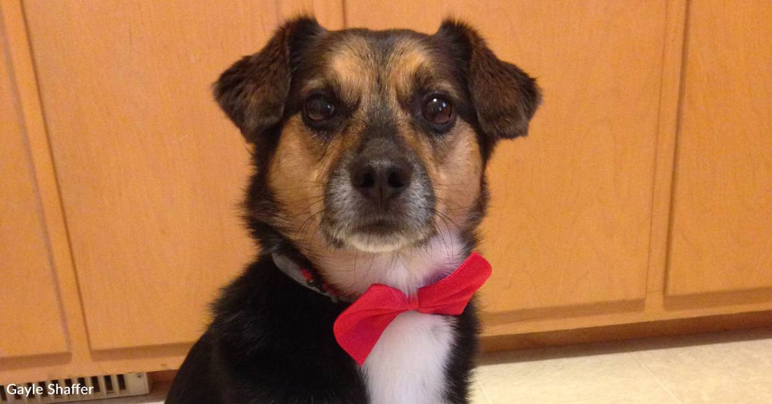 Retired Bowtied Therapy Dog Has Brought Smiles to Schools, Hospitals, and More