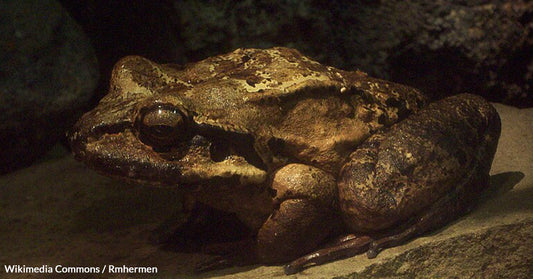 The Vanishing Mountain Chicken Frog May Be The Fastest Case Of Extinction Ever Recorded