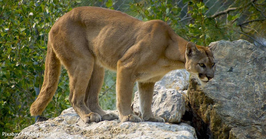 Mountain Lion Found Dead on Road Near Site of Upcoming Wildlife Crossing in Southern California