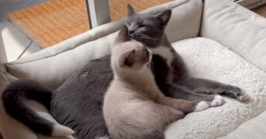 Sweet Kitten Helps Older Cat With Neurological Disease