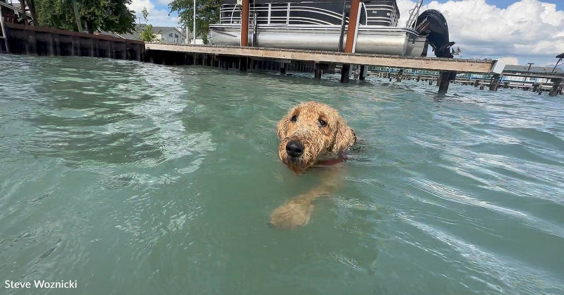 Pup with Anxiety Issues Calms Down When He Can Swim