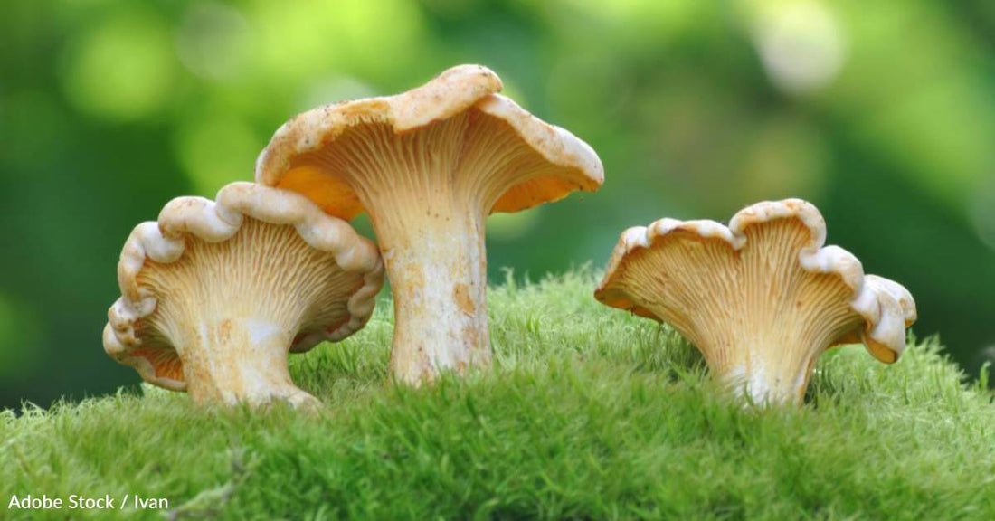 Mushrooms Aren't Just Tasty, They Have a Compound That May Help Boost Your Memory