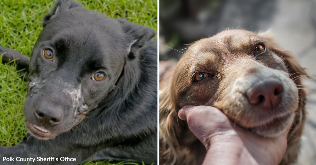Left: Close-up of a black dog lying on grass, with visible marks and injuries on its face.  Right: Close-up of a brown dog being gently held under the chin, looking calm and relaxed.