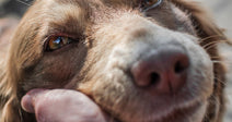 Brown dog gently held under the chin by a person’s hand, appearing calm and comforted.