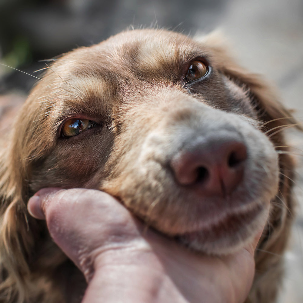 Brown dog gently held under the chin by a person’s hand, appearing calm and comforted.