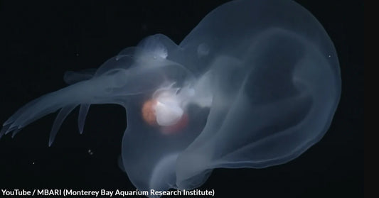 Deep Sea Discovery Reveals a Glowing Sea Slug That Outsmarts Predators