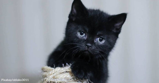 Stray Six-Week-Old Kitten Wandering the Streets Finds a Meal and a Home