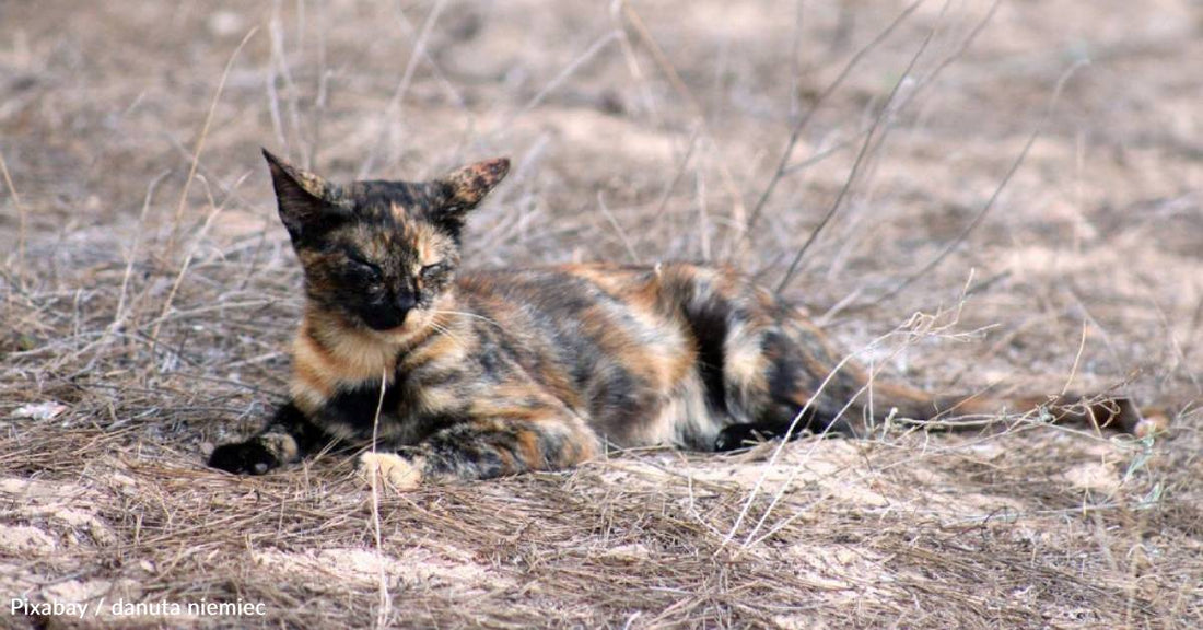 Cat Who Loves to Scream Provides a 'Lot of Audio' and Lots of Laughs