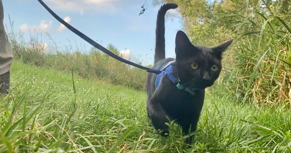 Cat Trades Shelter for Adventure As He Travels Full-Time in an Airstream