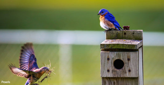 How Anyone Can Celebrate and Protect Birds on National Bird Day