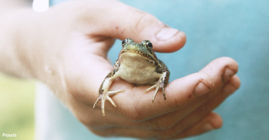 Native Amphibians, Underserved By The Endangered Species Act, Face Serious Threats