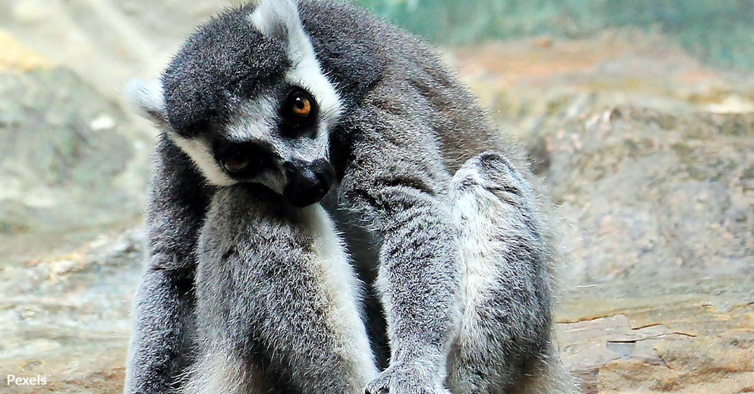 Virginia Zoo Faces Animal Cruelty Probe as Over 100 Animals Rescued