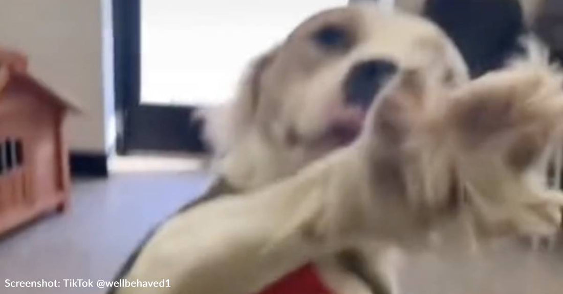 Shelter Dogs Say Goodbye To Staff After Being Adopted In Touching Video