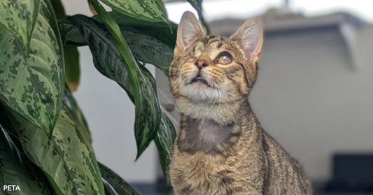 Young tabby cat with one cloudy eye standing on carpet beside a leafy houseplant, looking upward.